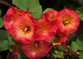 Image result for Stictocardia