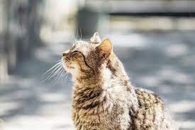There are other symptoms of cancer that you might notice in your cat. Cat Dementia Signs Symptoms Treatment Tips Tractive Blog