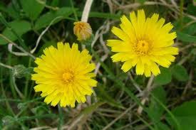 Image result for Hypochaeris radicata