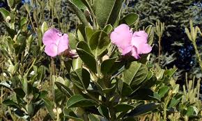 Image result for Podalyria