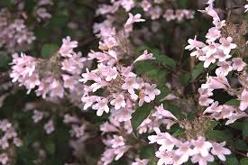 Image result for Kolkwitzia amabilis