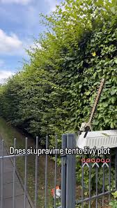 Image result for Živý plot z habru