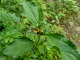 Image result for Synedrella nodiflora