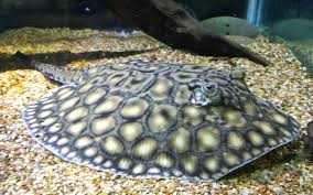 Boesemani Stingray Potamotrygon Boesemani Animals Ocean Fishing Ocean Creatures