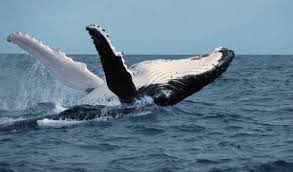 While a humpback isn't the biggest whale in the sea, it's one of the best known for its hauntingly beautiful song and for its. The Humpback Whale Population Is Recovering