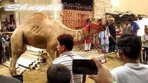 Do you need help with your subscription? Newsflare Camel Qurbani Karachi 24th Aug 2018