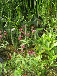 Image result for Pancovia holtzii