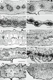 Image result for Anticharis senegalensis