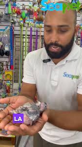 “Plumas grises, amor infinito” 💕 🦜 #cacatúaninfa #ninfas