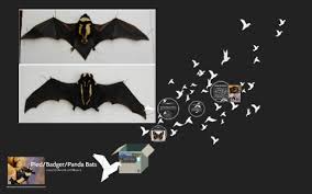 The pied bat (niumbaha superba), or badger bat, is a rare species of vesper bat in the family vespertilionidae. Pied Badger Panda Bats By Maren Bayles On Prezi Next