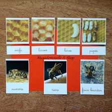 Avant De Devenir Ouvriere Reine Ou Faux Bourdon L Abeille Est D Abord Oeuf Larve Puis Pupe Ce Cycle De Vie Comme Beauco Abeille Cycle De Vie Nomenclature