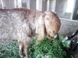 Goat Pure Makhi Cheena
