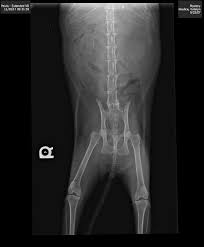 Fundraiser by Katelyn Giudice : Help Save Mystery the Cat