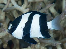 Image result for Dichilus