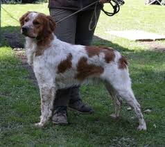 Image result for bretanský dlouhosrstý ohař