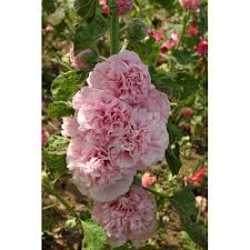 Image result for Alcea rosea `Appleblossom`