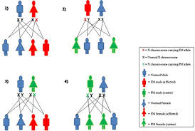 fragile x syndrome current insight sciencedirect