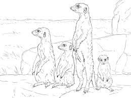 coloriage suricate debout coloriages a imprimer gratuits chauve-souris imprimable