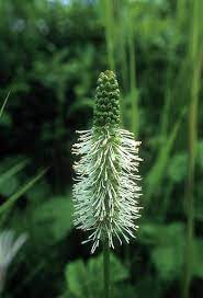Sitka Burnet Sanguisorba Stipulata Flower Essences Sitka Essence
