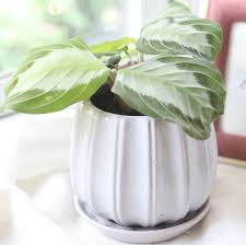 Image result for maranta