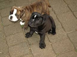 Five years prior to ukc recognition, the breed was registered by the former canine developmental, health and performance registry (cdhpr), a privately held business located in kalamazoo, michigan. Old English Bulldog Welpen Zu Verkaufen 592086