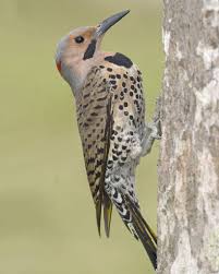 Black And White Spotted Bird Ontario Northern Flicker Northern Flicker Ontario Birds Backyard Birds