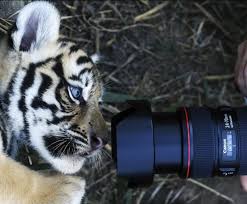 Please Wait A Minute I Look Good Too Big Cats Best Cats