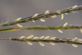 Image result for Dichanthium