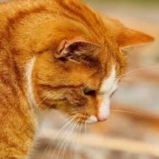 While the exact cause of mouth cancer in cats is unknown, it is suspected that it could be due to their meticulous grooming habits. Cat S Lower Lip Droops On One Side Cancer Stroke May Be Cause Scary Symptoms