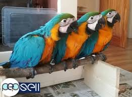 Read more about the 8 best pet bird breeds. Healthy Exotic Pets For Sale Buy Savannah And Caracal Kittens 8230 Al Ain Free Classifieds