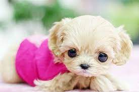Perros Enanos Los Perros Toy Mas Adorables Fotos Puppies Cute Animals Pretty Animals