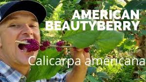 Mosquito Repellant Native Plant // More Powerful Than DEET (Edible Berries  Too) American Beautyberry