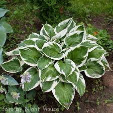 Hosta Hosta Hosta Varieties Hostas Shade Plants