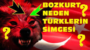 Bozkurt Neden Turklerin Simgesidir Iste Cevabi Turk Tarihi Gokboru Youtube