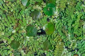 Image result for Salviniaceae