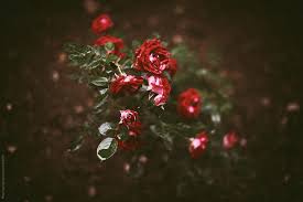 She has been on a national tour circuit since october 2005. Red Roses After Summer Rain By Maja Topcagic Stocksy United
