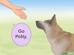 Thanks for reading so far! How To House Train An Older Dog With Pictures Wikihow