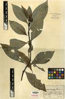 Image result for Psychotria peduncularis