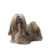 Chien lhassa apso adulte