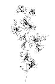 Pin By Juliegrechukh On Graphic Larkspur Tattoo Tattoos Flower Drawing