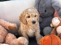 Puppy Application Precious Doodle Dogs Teacup Goldendoodles Labradoodle Puppies Teacup Doodle Dogs Teacup Cavapoo Puppies Cavapoo Puppies Micro Go Goldendoodle Puppy Cavapoo Puppies Bernedoodle Puppy