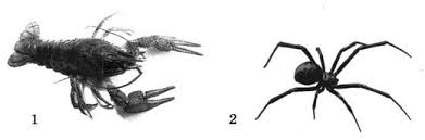 Членистоногие