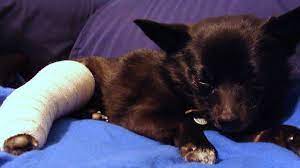 Jan 30, 2020 · while waiting for your dog to be taken care of, it is important to reassure him, immobilize him and try to reduce his fracture. How Do I Know If My Dog Has A Broken Bone And What Should I Do Pethelpful