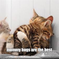 Image result for lolcats