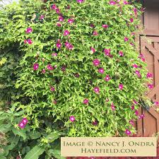 Image result for Ipomoea protea