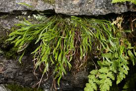 Image result for Asplenium cancellatum