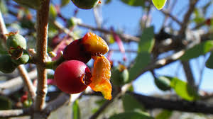 Image result for Tapinanthus oleifolius