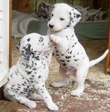 Animal location filters search pets. Dalmatian Puppies For Sale Idaho Petfinder