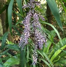 Image result for Cordyline stricta