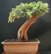 Image result for Acacia sieberiana